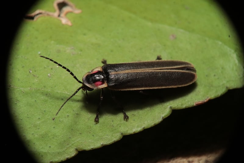 Firefly Spectacles