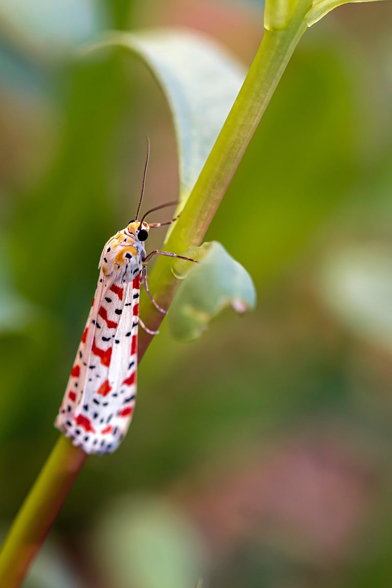 Firefly Spectacles