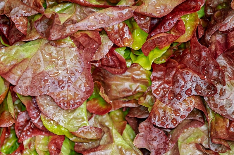 Fresh Garden Salad